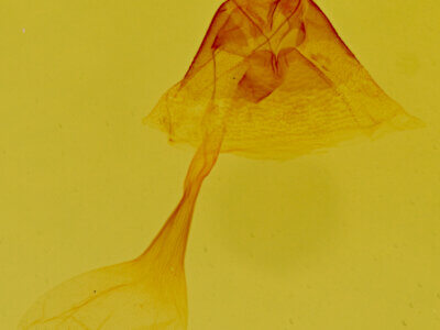 genitalia view of adult Toxonprucha sp.