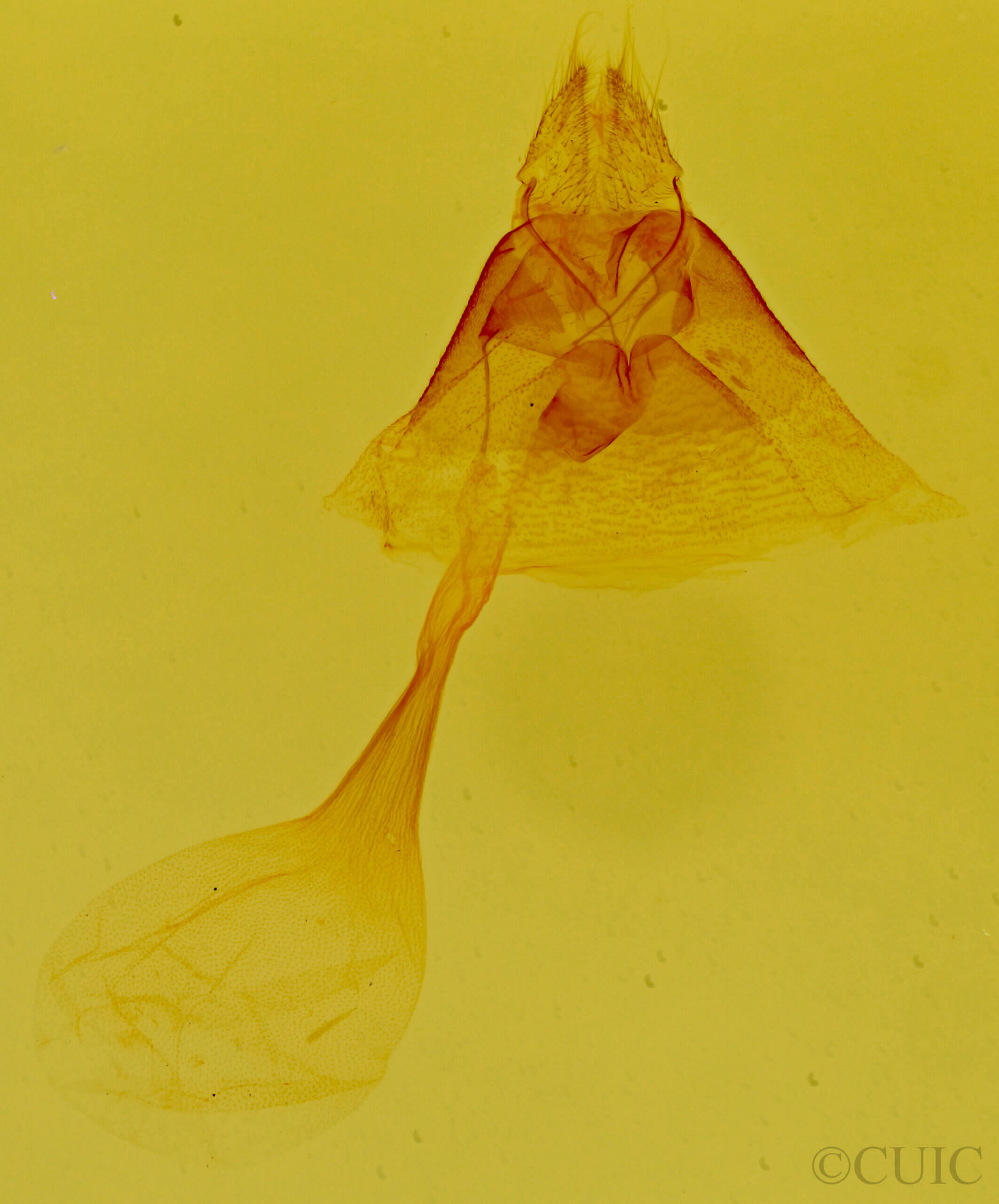 genitalia view of adult Toxonprucha sp.