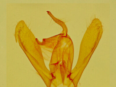 genitalia view of adult Toxonprucha sp.