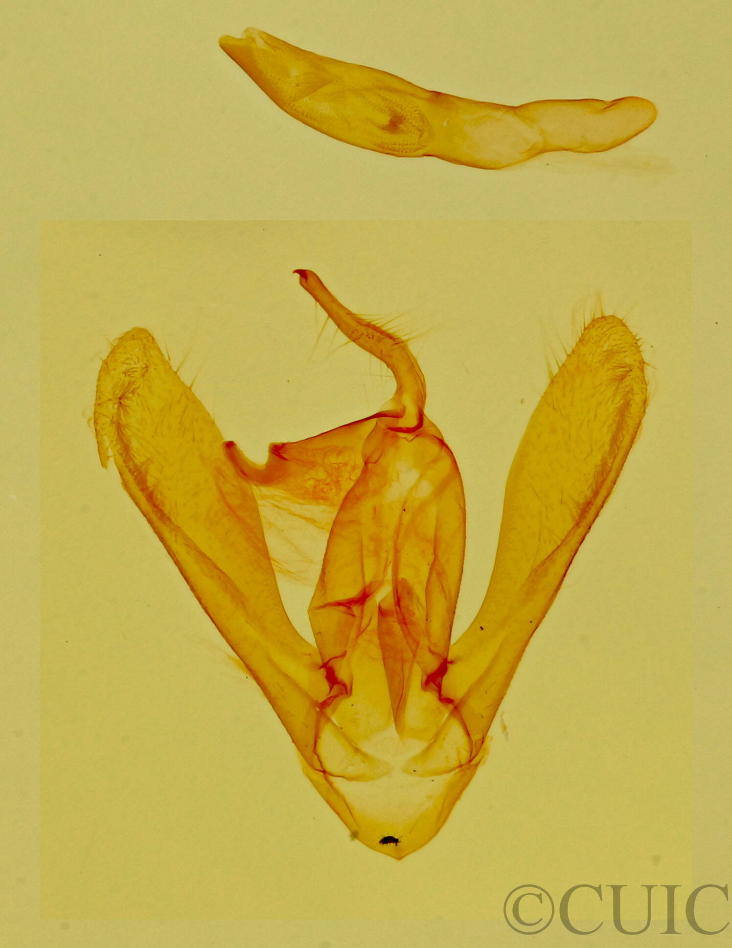 genitalia view of adult Toxonprucha sp.