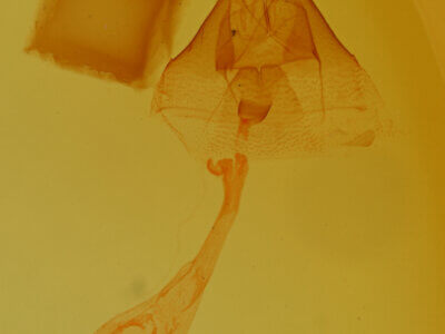 genitalia view of adult Toxonprucha sp.