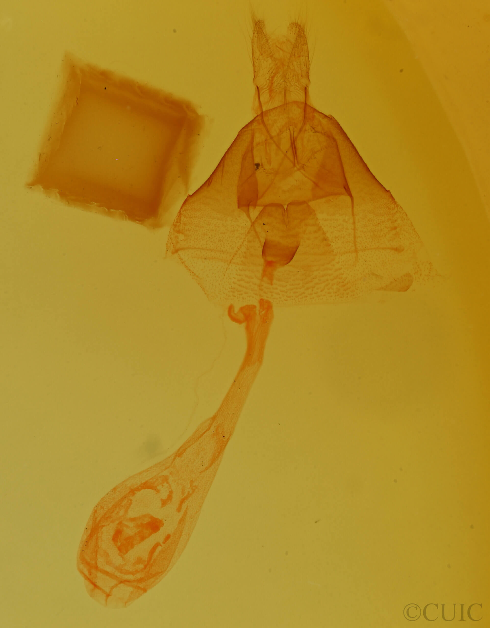 genitalia view of adult Toxonprucha sp.