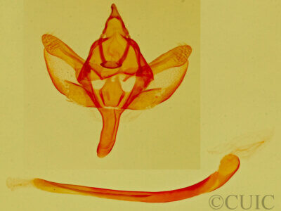 genitalia view of adult Glaucina elongata