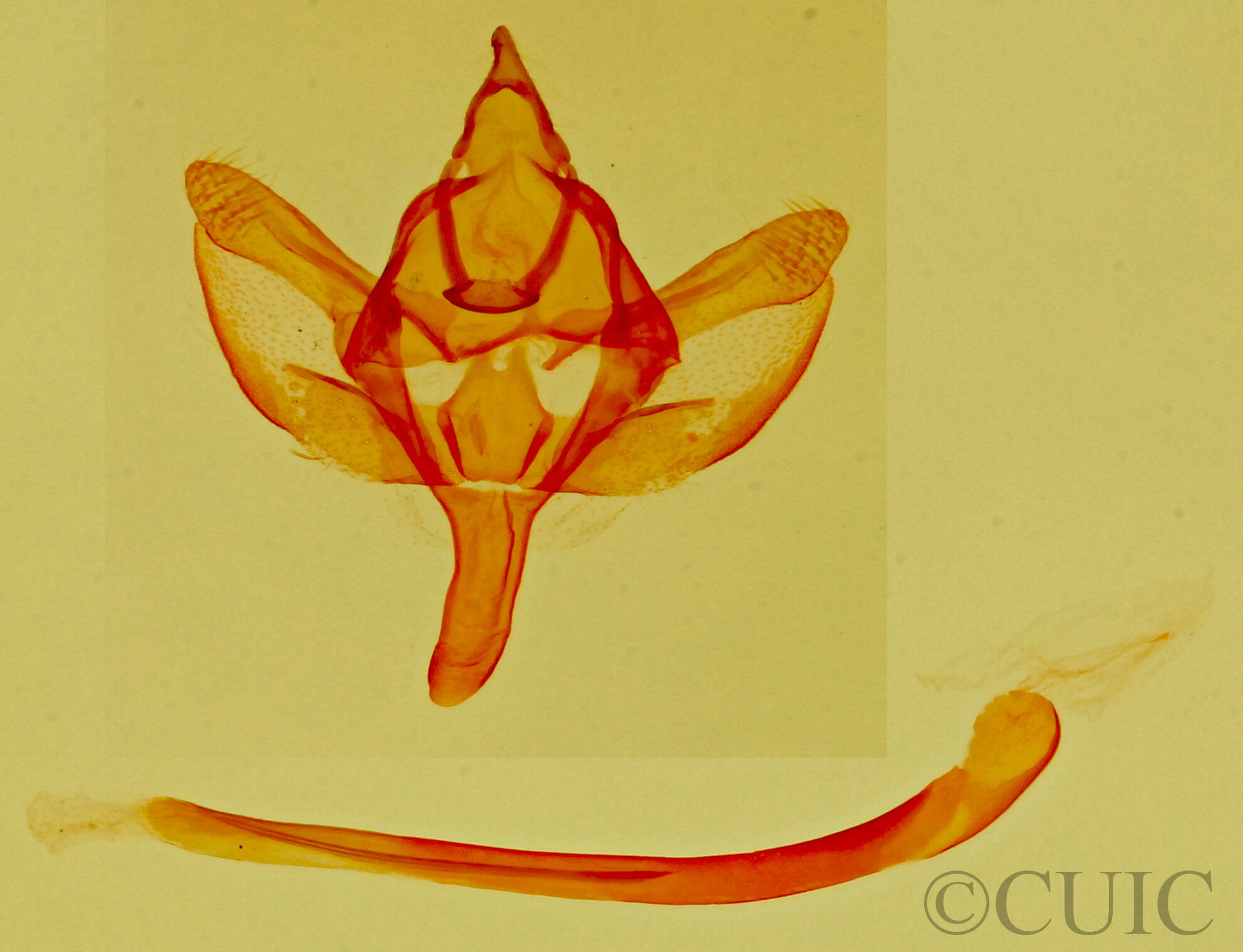 genitalia view of adult Glaucina elongata