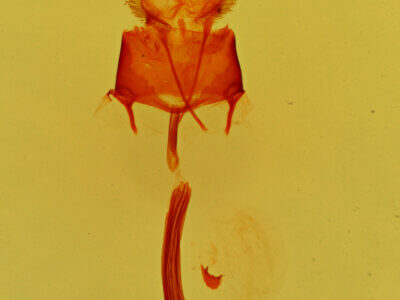 genitalia view of adult Glaucina elongata