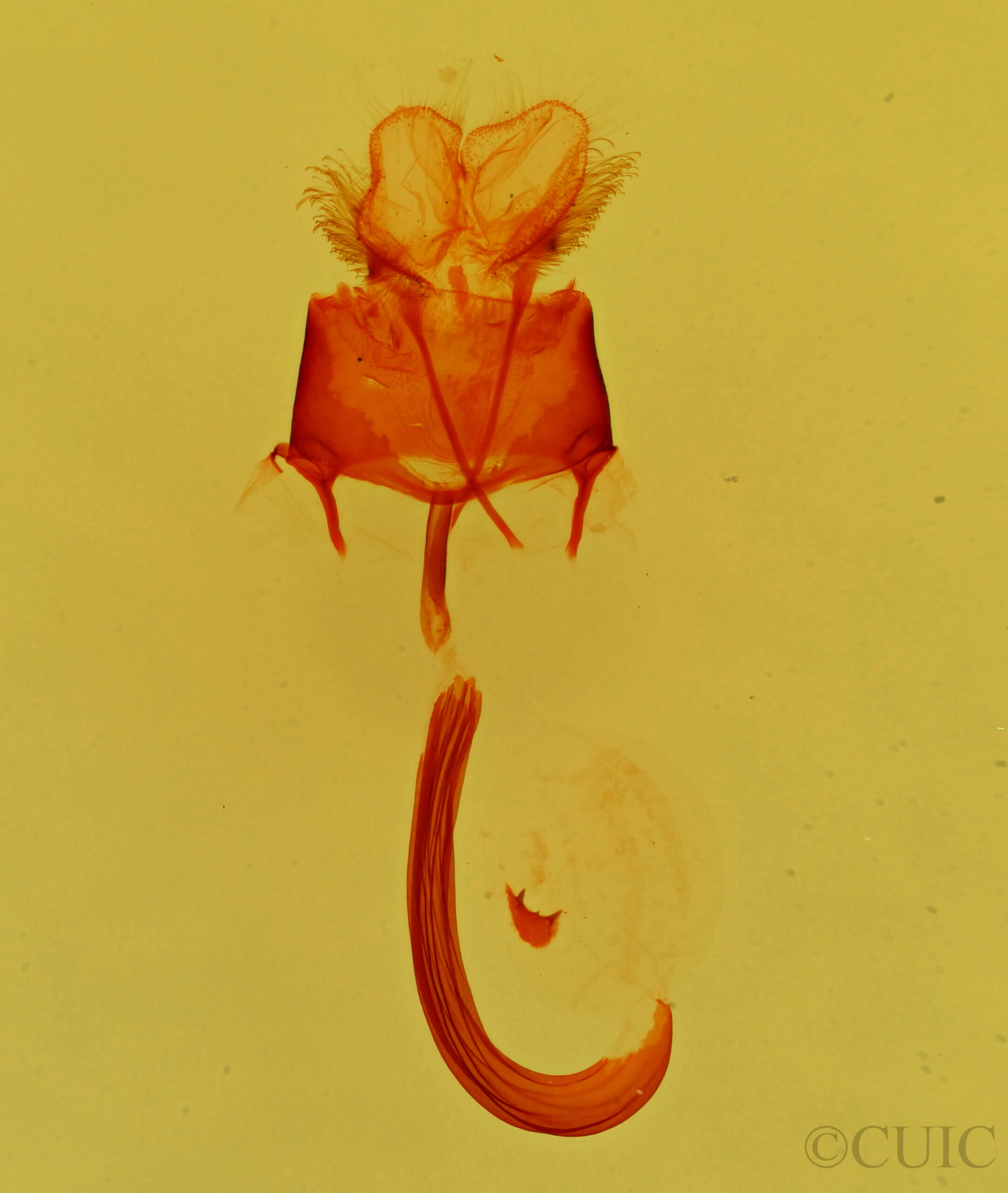 genitalia view of adult Glaucina elongata