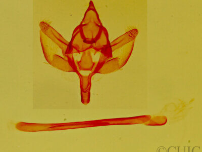 genitalia view of adult Glaucina elongata