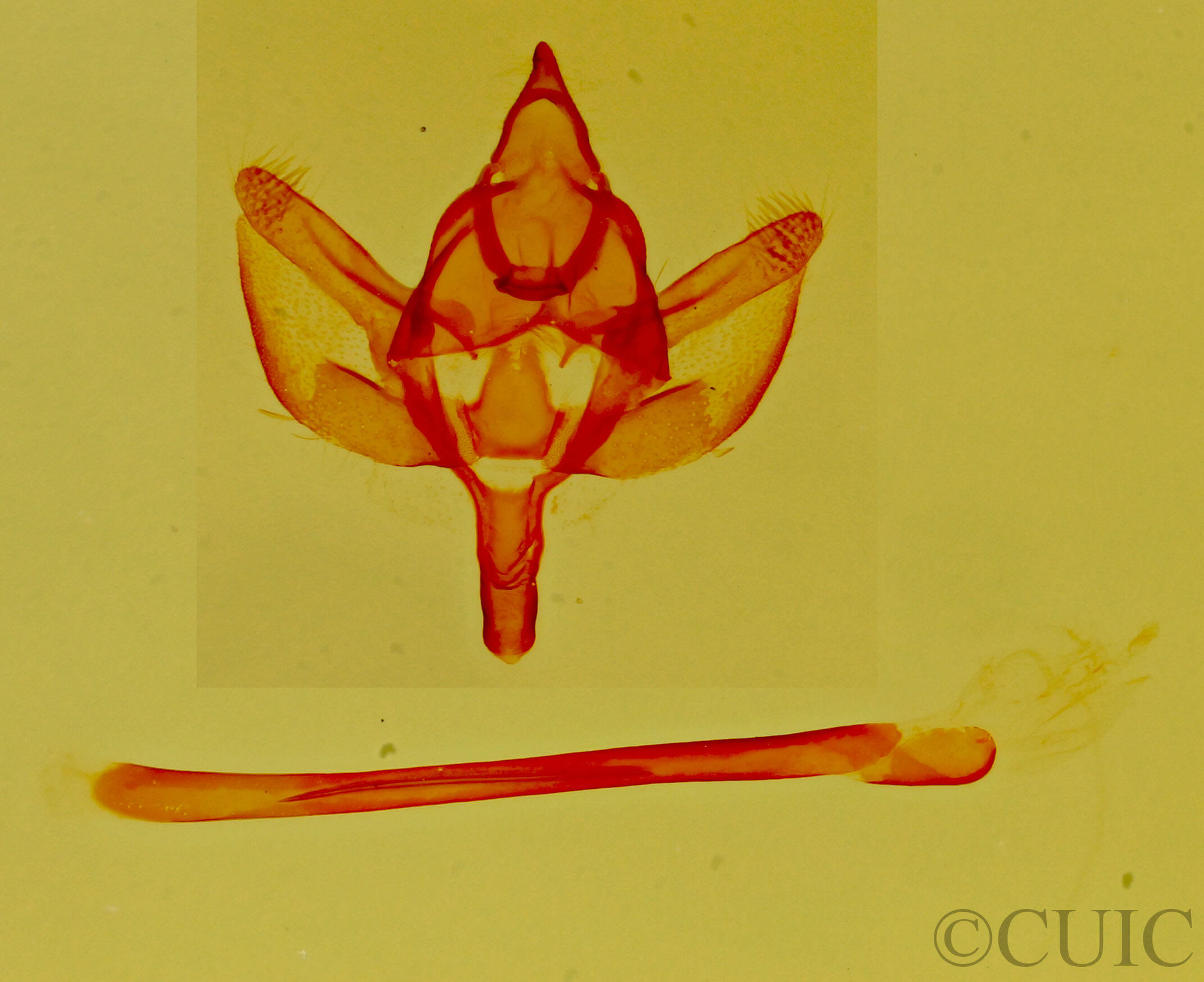 genitalia view of adult Glaucina elongata