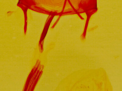 genitalia view of adult Glaucina elongata