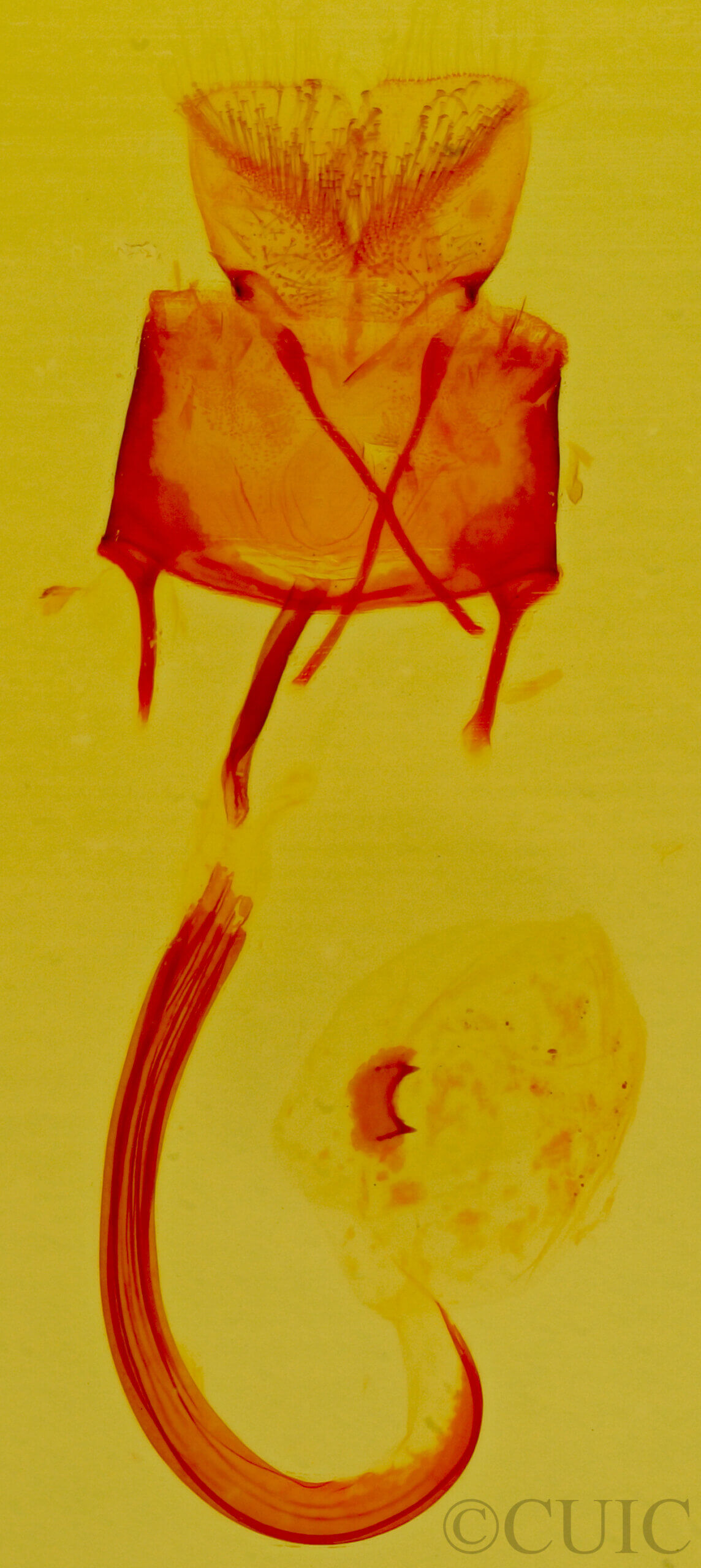 genitalia view of adult Glaucina elongata