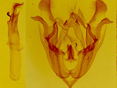genitalia view of adult Protorthodes incincta