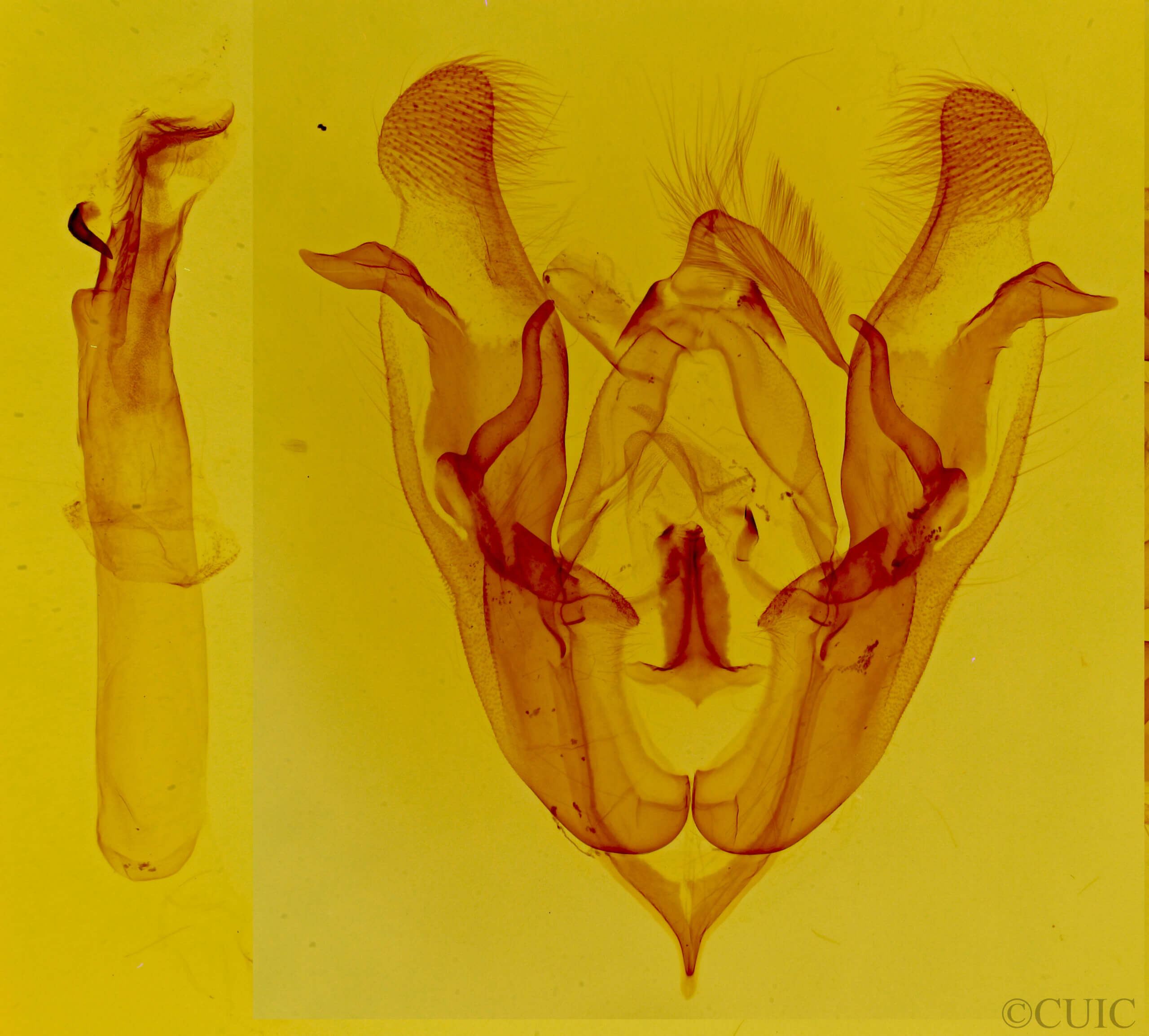 genitalia view of adult Protorthodes incincta