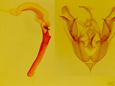 genitalia view of adult Protorthodes eureka