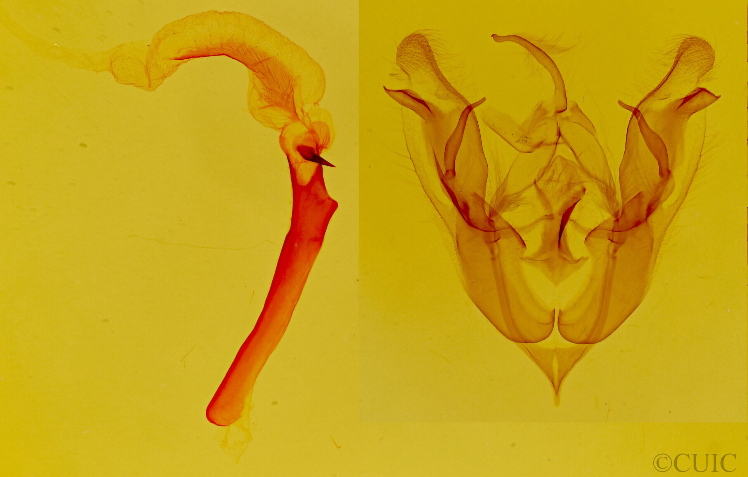 genitalia view of adult Protorthodes eureka
