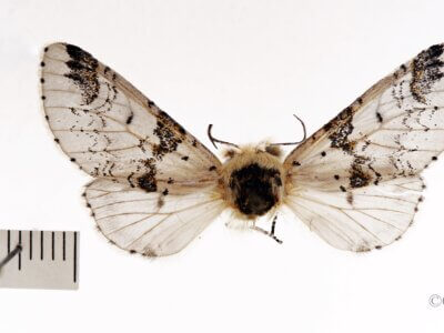 dorsal view of adult Furcula scolopendrina