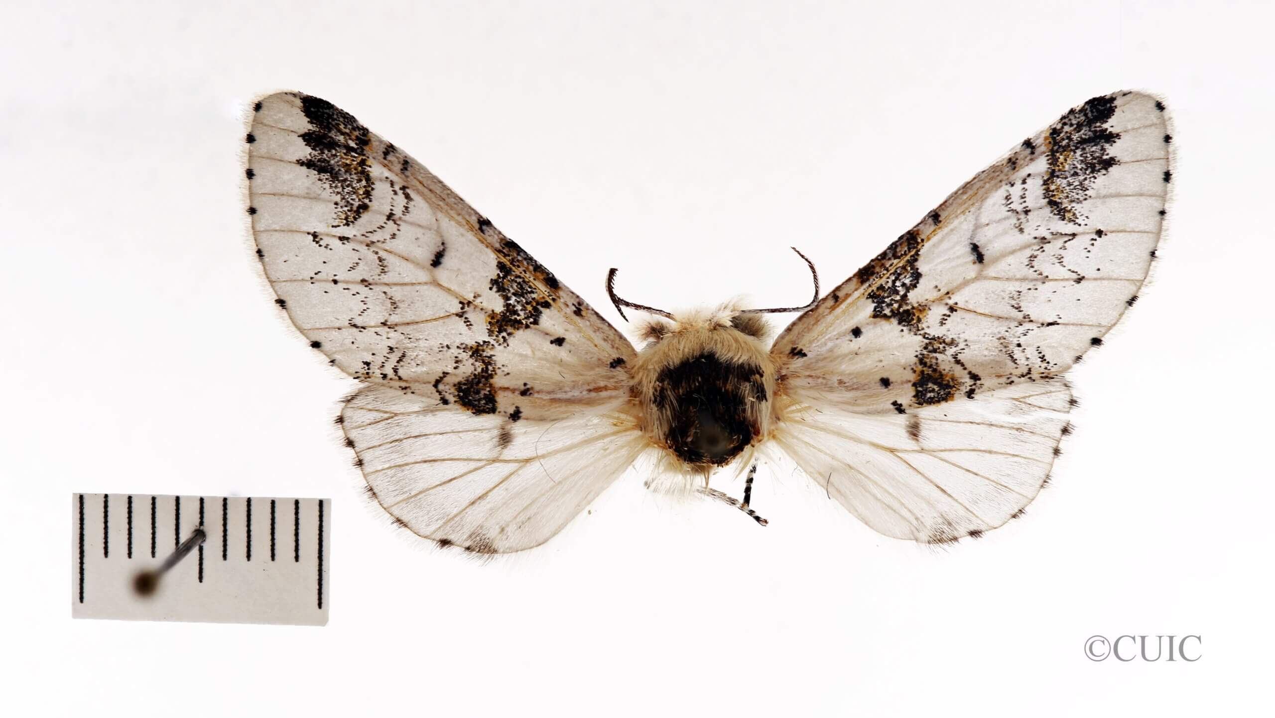 dorsal view of adult Furcula scolopendrina