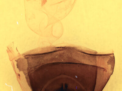 genitalia view of adult Furcula scolopendrina