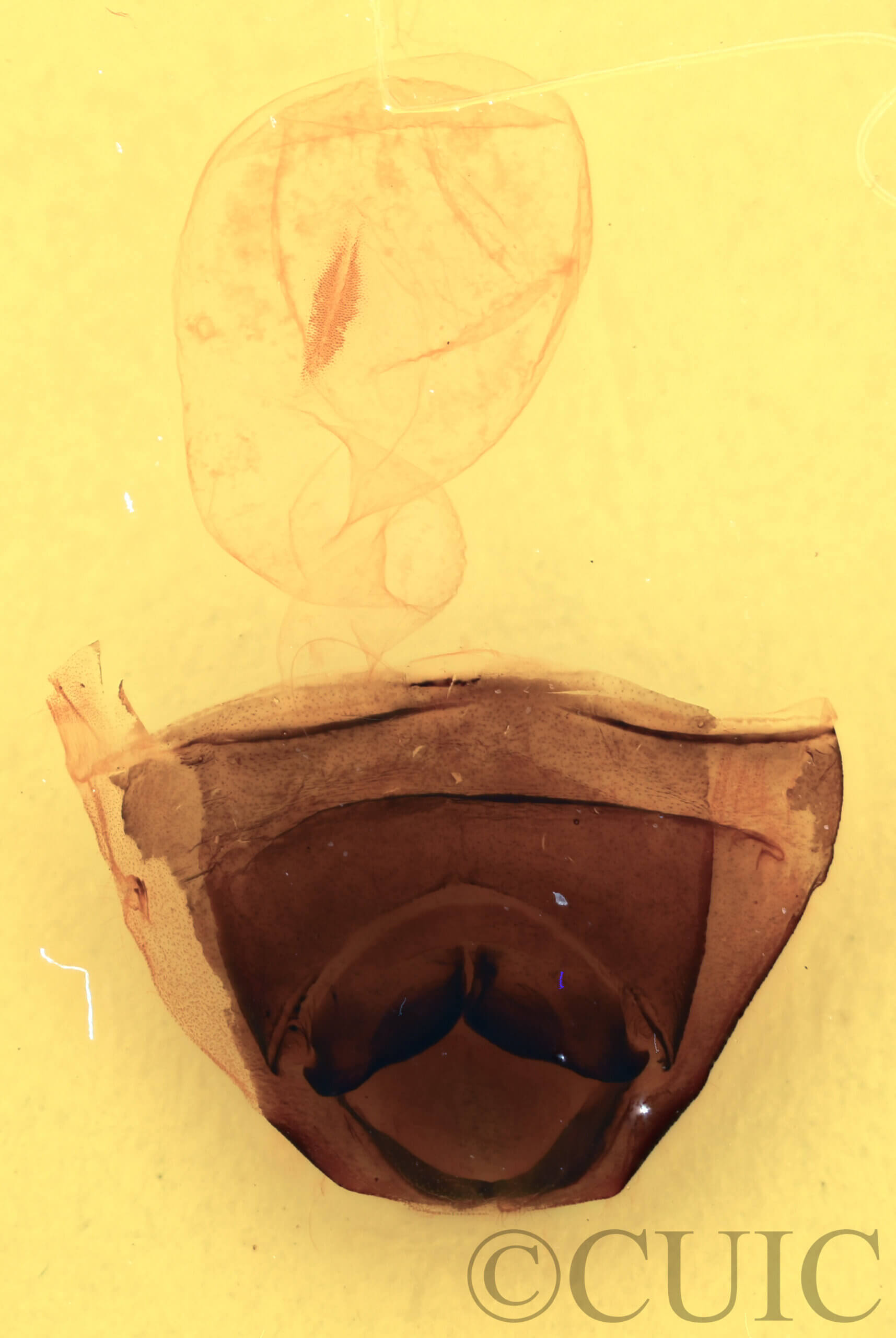 genitalia view of adult Furcula scolopendrina