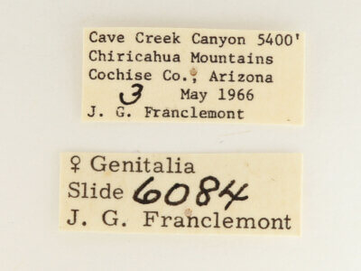 label view of adult Furcula scolopendrina