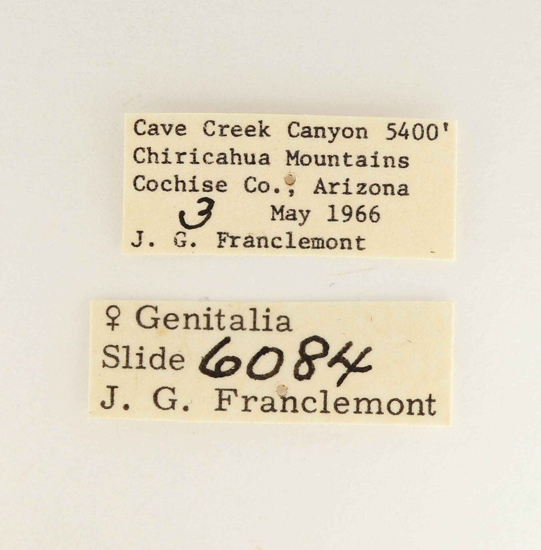 label view of adult Furcula scolopendrina