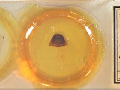 slide view of adult Furcula scolopendrina