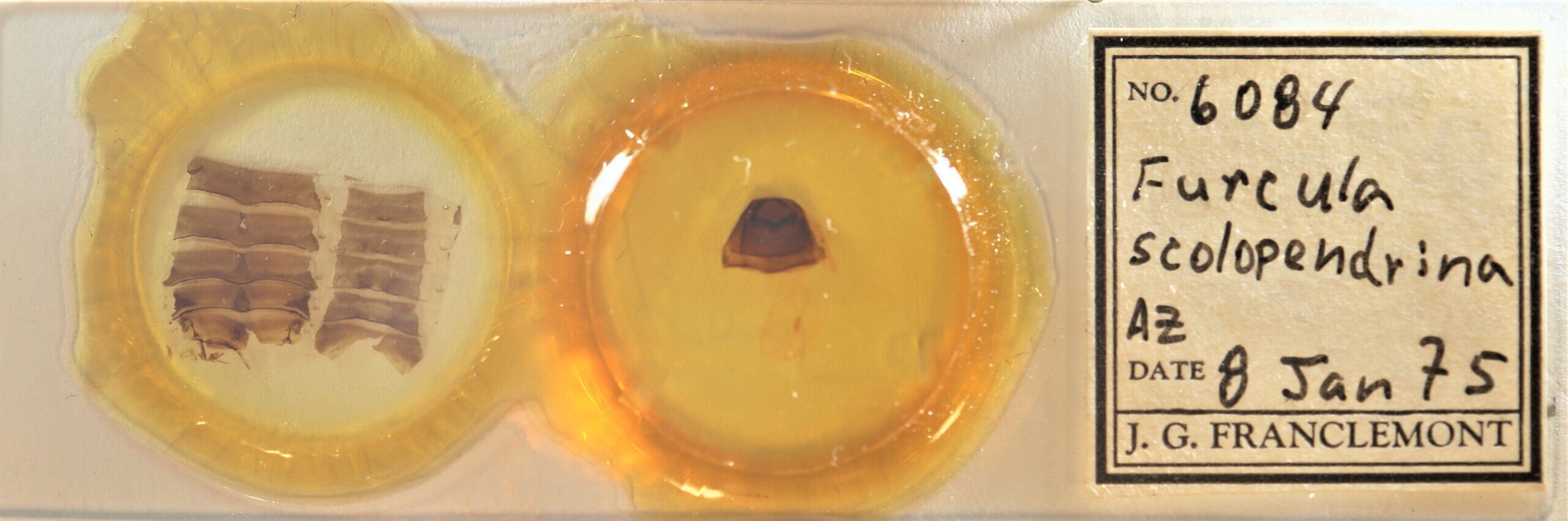 slide view of adult Furcula scolopendrina