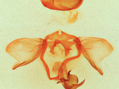 genitalia view of adult Furcula scolopendrina