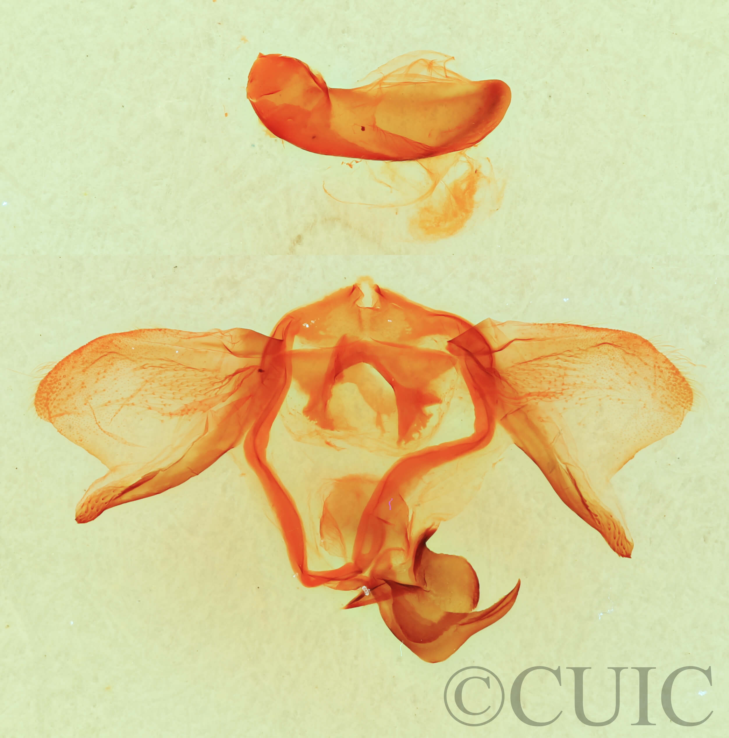 genitalia view of adult Furcula scolopendrina