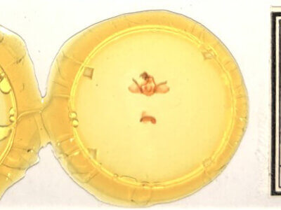 slide view of adult Furcula scolopendrina