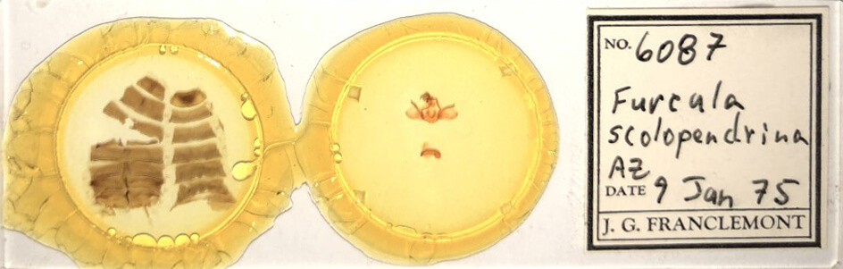 slide view of adult Furcula scolopendrina