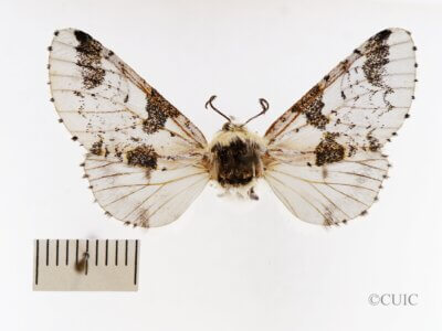 dorsal view of adult Furcula scolopendrina