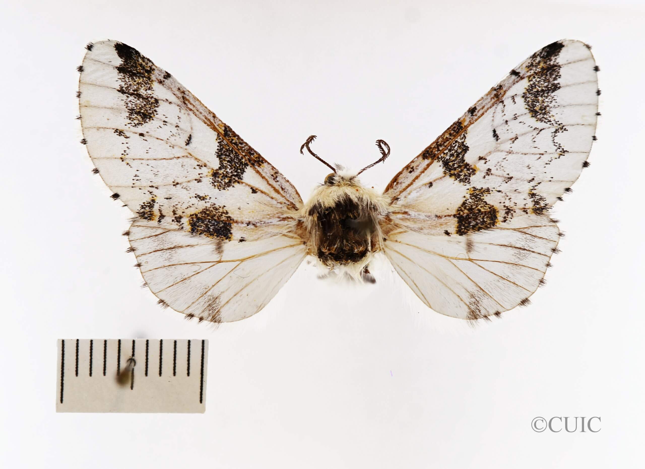 dorsal view of adult Furcula scolopendrina