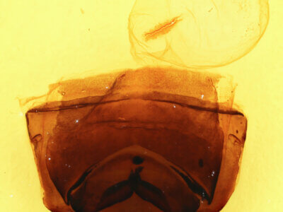 genitalia view of adult Furcula scolopendrina