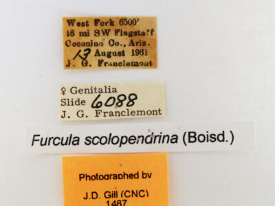 label view of adult Furcula scolopendrina