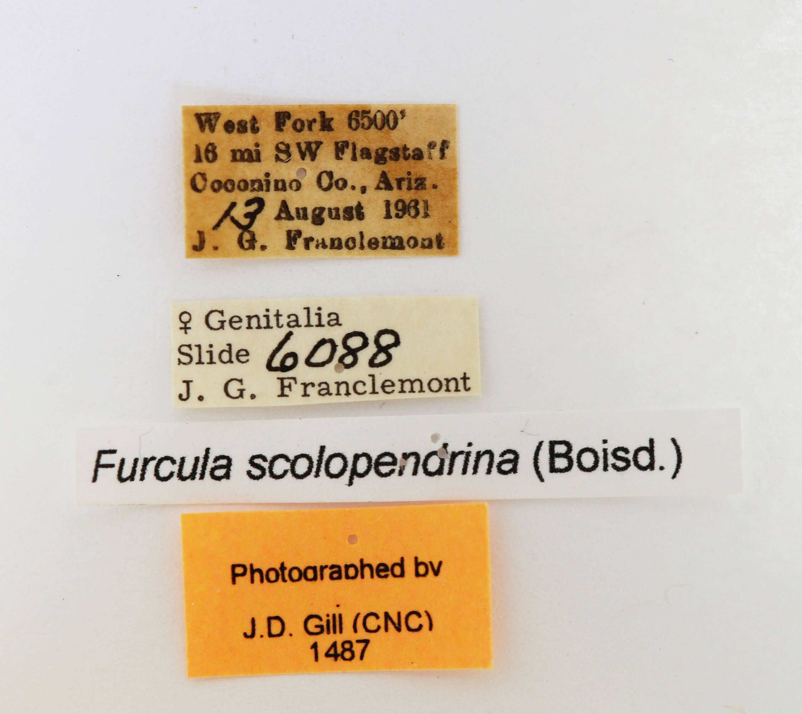 label view of adult Furcula scolopendrina