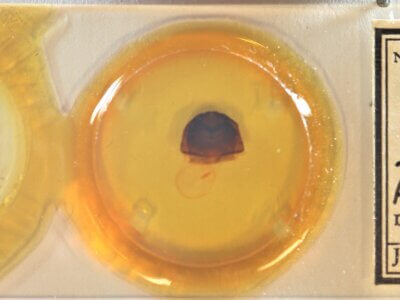 slide view of adult Furcula scolopendrina