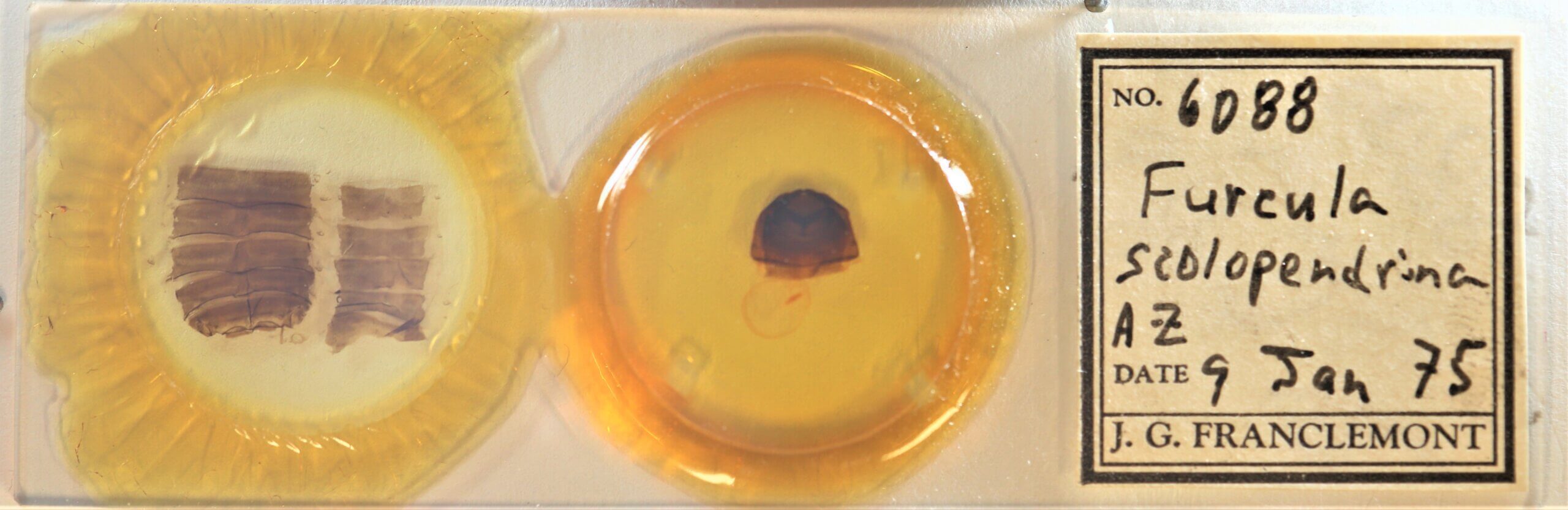 slide view of adult Furcula scolopendrina