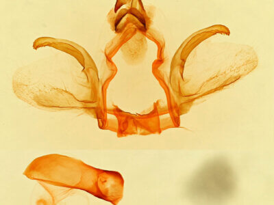 genitalia view of adult Furcula occidentalis gigans
