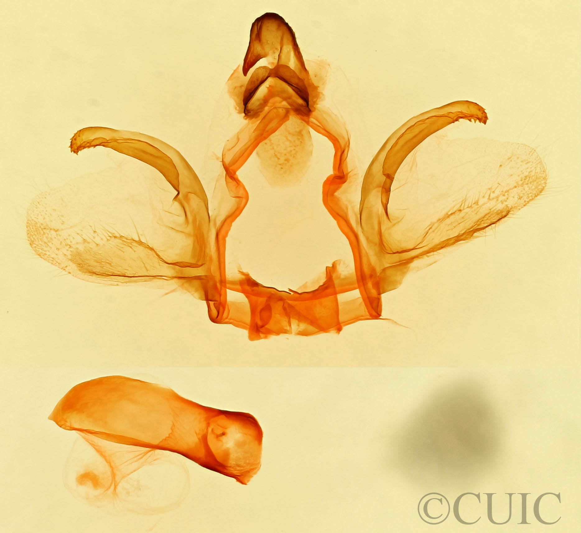 genitalia view of adult Furcula occidentalis gigans