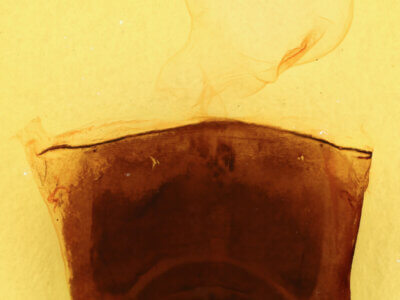 genitalia view of adult Furcula occidentalis gigans