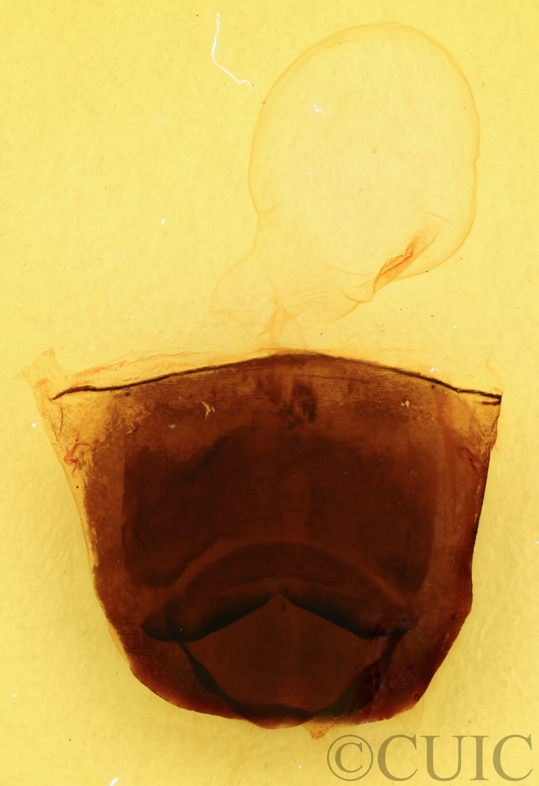 genitalia view of adult Furcula occidentalis gigans