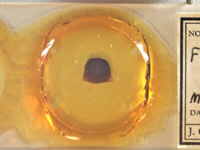 slide view of adult Furcula occidentalis gigans