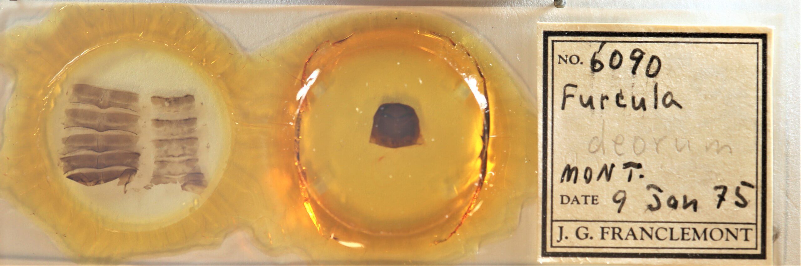 slide view of adult Furcula occidentalis gigans