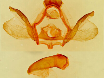 genitalia view of adult Furcula modesta