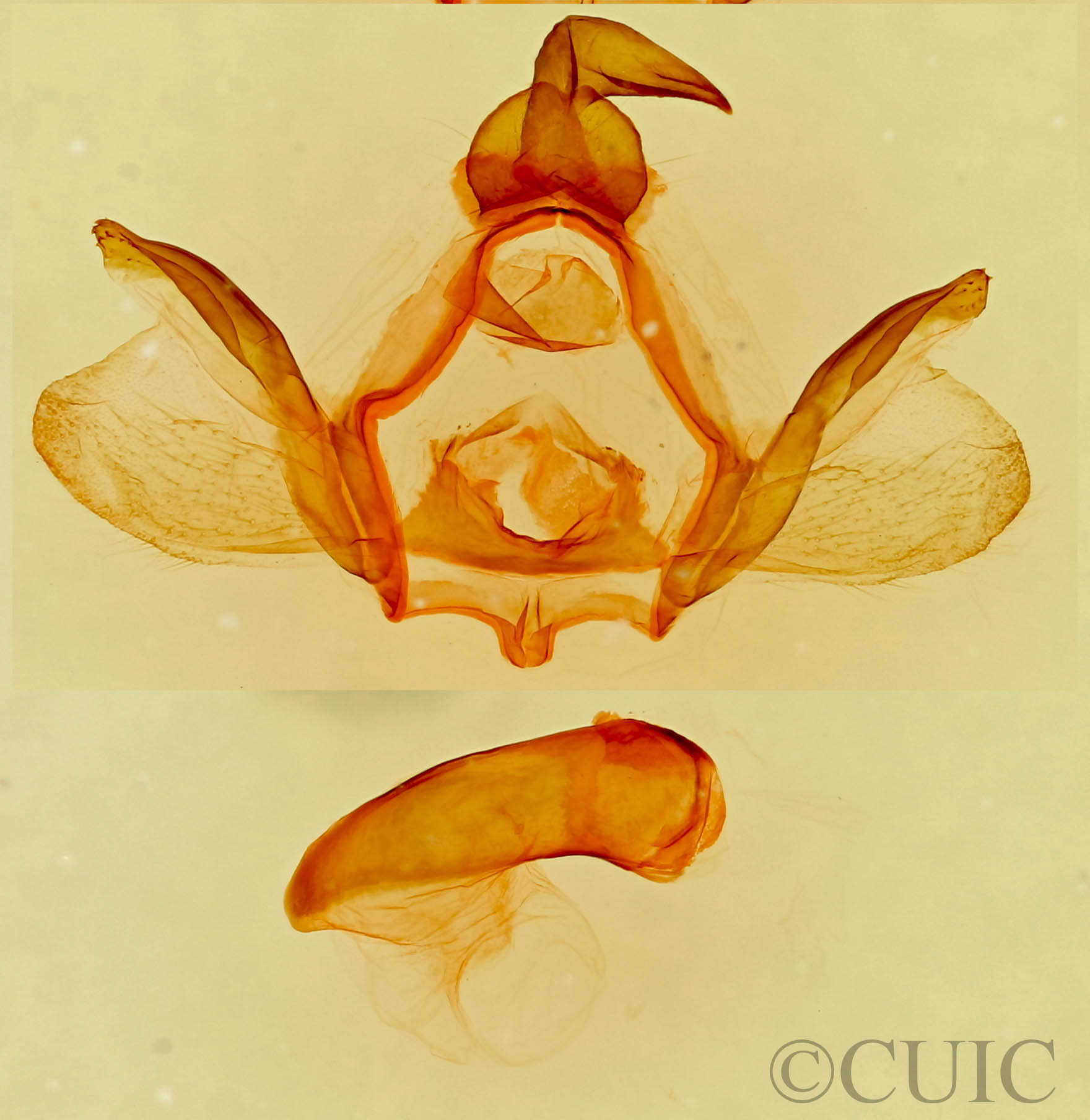 genitalia view of adult Furcula modesta