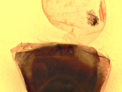 genitalia view of adult Furcula modesta