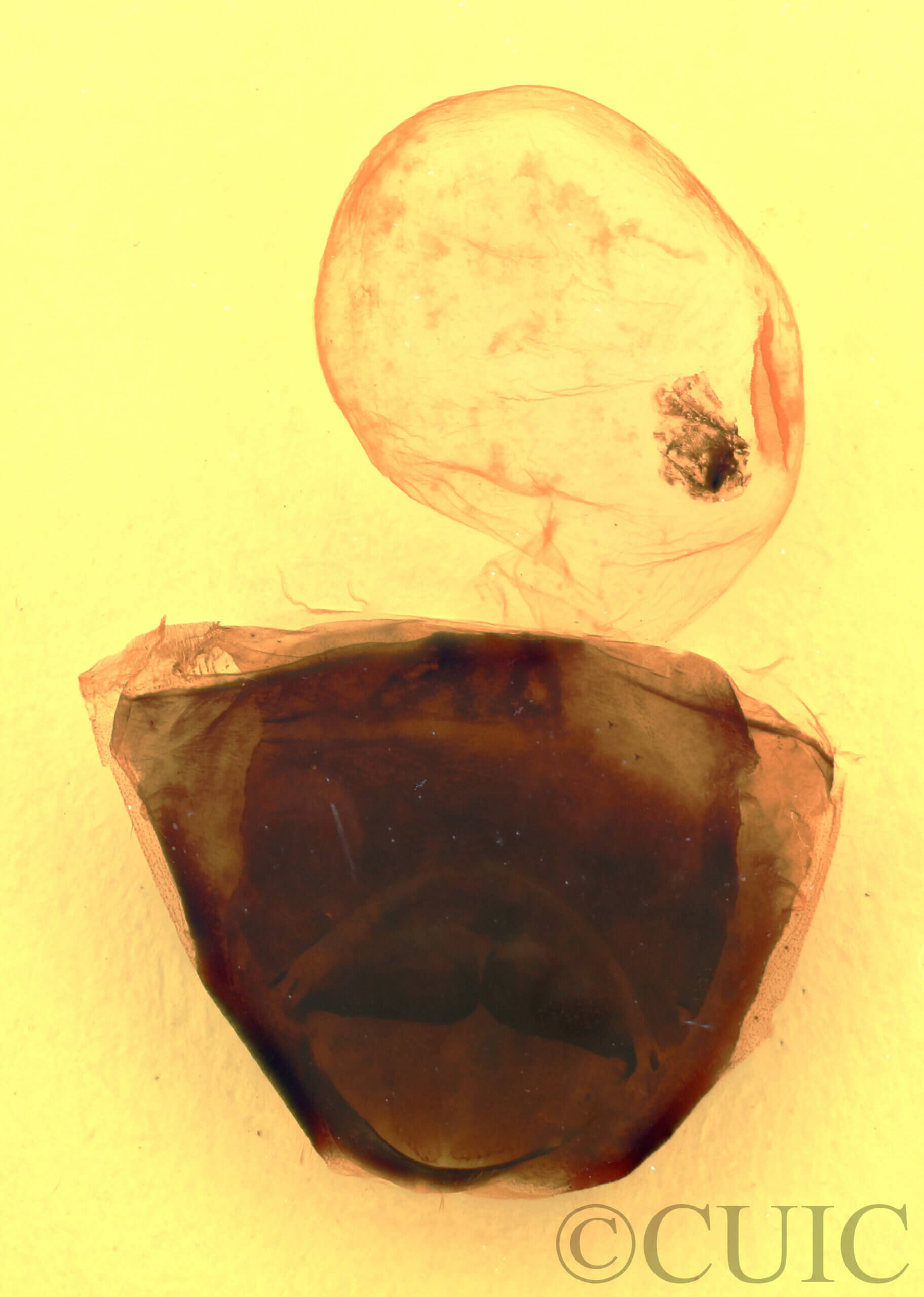 genitalia view of adult Furcula modesta