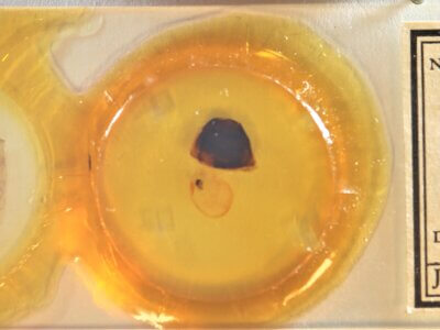 slide view of adult Furcula modesta