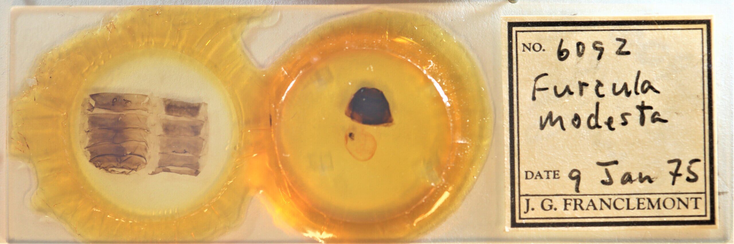 slide view of adult Furcula modesta