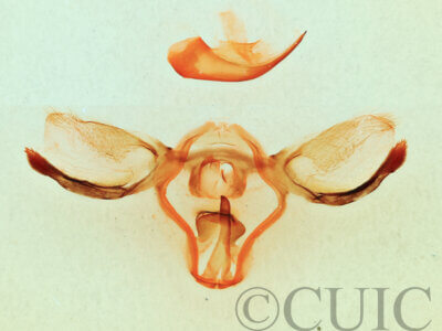 genitalia view of adult Furcula borealis